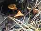 Narancsvörös álrókagomba (Hygrophoropsis aurantiaca), Őrség